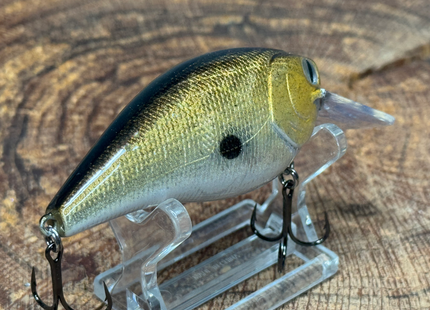 Golden Shad 2.5 Square-Bill