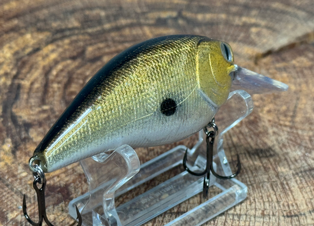 Golden Shad 2.5 Square-Bill